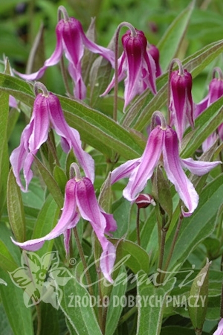 Clematis Integrifolia-ryhmä 'Hanajima', tarhakellokärhö